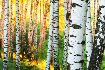 summer in birch forest