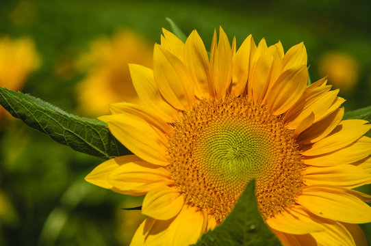 Sunflower closeup background and texture
