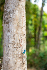 Blue-crested Lizard ,Indo-Chinese Forest Lizard ,Indo-Chinese Bloodsucker
