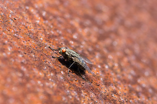 Black fly on corten steel sheet
