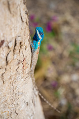 Blue-crested Lizard ,Indo-Chinese Forest Lizard ,Indo-Chinese Bloodsucker