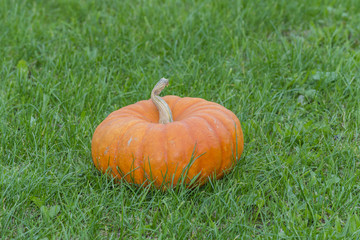 Big pumpkin - preparing for Halloween