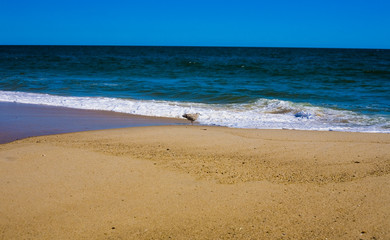 Beach and Beyond Beach