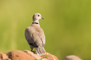 Eurasian Collared Dove