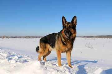 German shepherd dog on snow in winter day