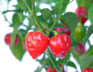 ghost pepper