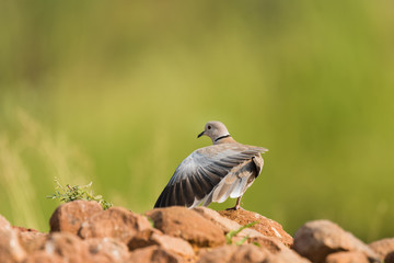 Eurasian Collared Dove