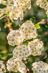 White spiraea blooming