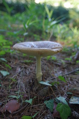 テングタケの仲間