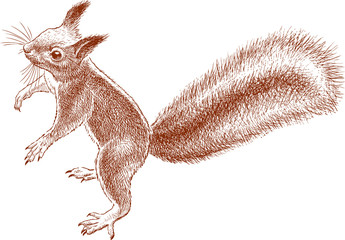small nimble squirrel © asmakar