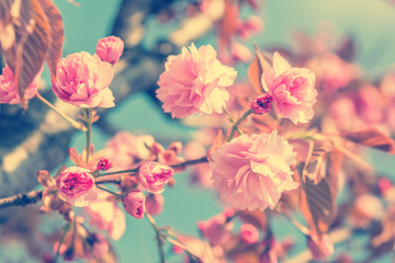 Panele Szklane  Sakura kwiat wiśni.