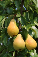 Ripe organic cultivar pears in the summer garden