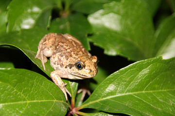 Common spadefoot (Pelobates vespertinus Pallas, 1771) on the leaves of virginia creeper (Parthenocissus quinquefolia var. murorum) in the night summer garden
