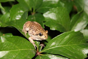 Common spadefoot (Pelobates vespertinus Pallas, 1771) on the leaves of virginia creeper (Parthenocissus quinquefolia var. murorum) in the night summer garden