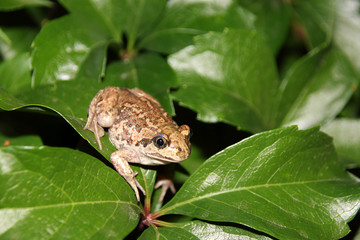 Common spadefoot (Pelobates vespertinus Pallas, 1771) on the leaves of virginia creeper (Parthenocissus quinquefolia var. murorum) in the night summer garden