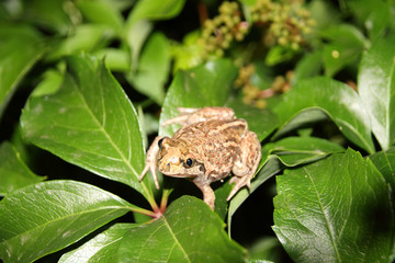 Common spadefoot (Pelobates vespertinus Pallas, 1771) on the leaves of virginia creeper (Parthenocissus quinquefolia var. murorum) in the night summer garden