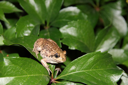 Common spadefoot (Pelobates vespertinus Pallas, 1771) on the leaves of virginia creeper (Parthenocissus quinquefolia var. murorum) in the night summer garden