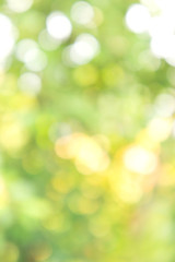 Obraz premium Texture bokeh style , Green natural bokeh background