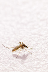 Anopheles mosquito