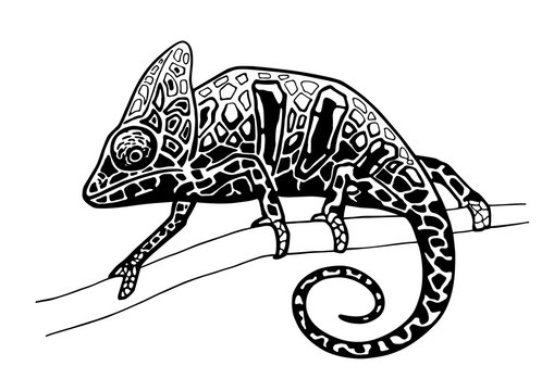 chameleon isolated hand drawn illustration