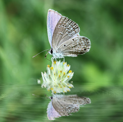 Butterfly small on flowers with in water  reflection