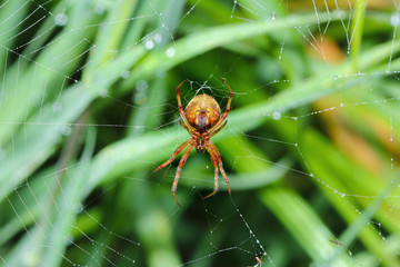 Spider on the web with dew drops