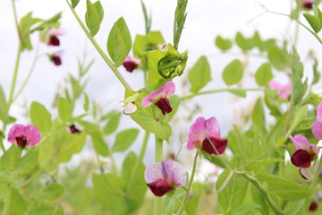 purple pea plant blooming