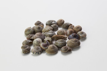 Small sea shell