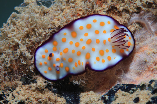 Harlequin nudibranch