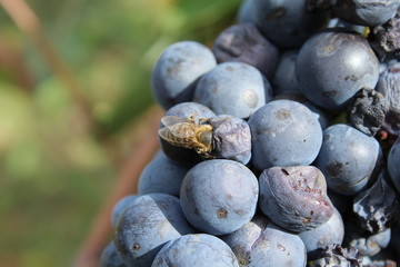 bee sucks nectar from grapes