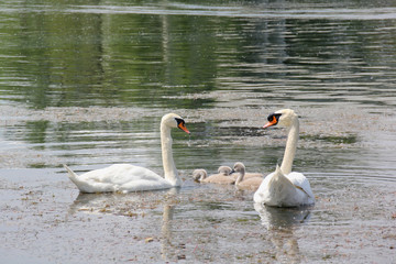 Schwanenfamilie an der Alten Donau - Wien