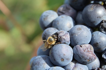 bee sucks nectar from grapes