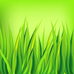 Fototapeta na wymiar Grass on green background. Vector illustration.