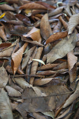 Brown many leaves wet on dry ground. With background