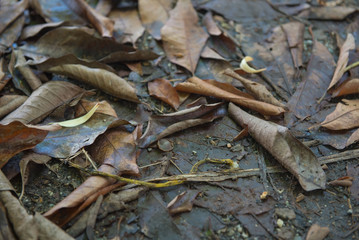 Brown many leaves wet on dry ground. With background