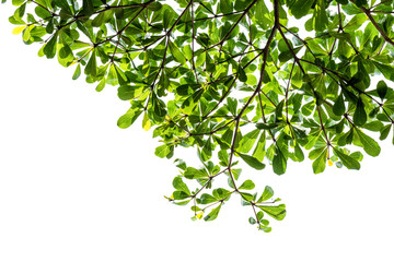 Green leaves on tree isolated background