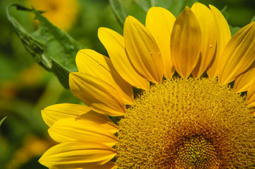 Sunflower closeup background and texture
