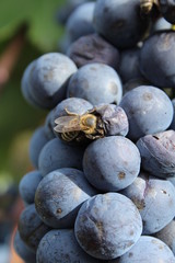 bee sucks nectar from grapes