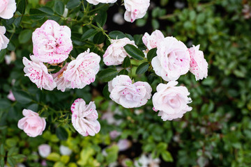 Beautiful soft pink peonies in the garden, a beautiful natural b