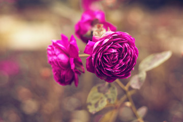 Fototapeta na wymiar gorgeous lilac roses in autumn garden