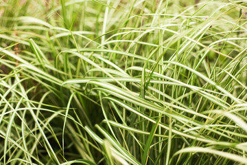 Long green grass in soft focus, beautiful natural background and