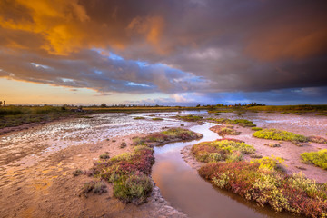Tidal Channel in Estuary marshland at sunrise