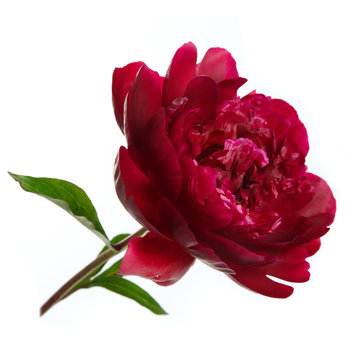 Burgundy peony flower on a stem with leaves isolated on white background