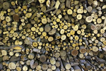 Dry firewood in a pile for furnace kindling