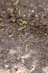 Carrot sprouting on farm
