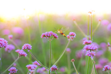 Hummingbird hawk moth sucking nectar from Verbena bonariensis fl