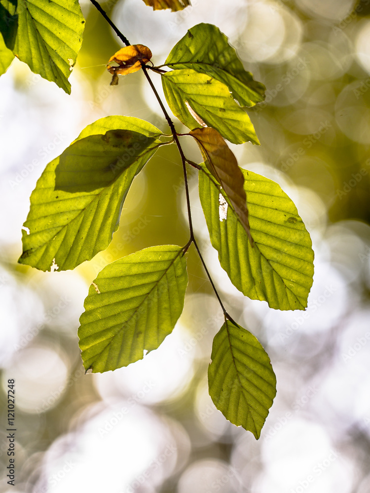 Poster autum leaves of beech