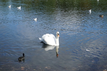 Swans in Sefton Park from Liverpool