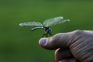 libellule sur une main  © fotoeliane