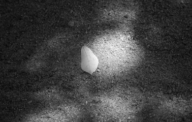 dry leaf on ground,black and white color picture style,selective focusมlight effect added